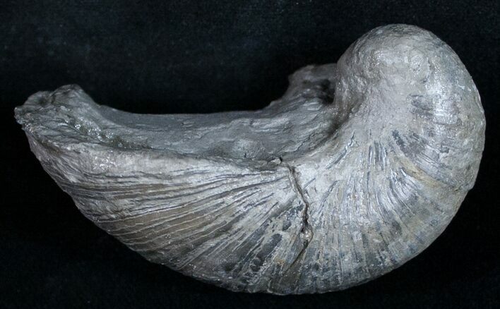 Gryphaea (Devil's Toenail) Fossil Oyster - Jurassic #9902